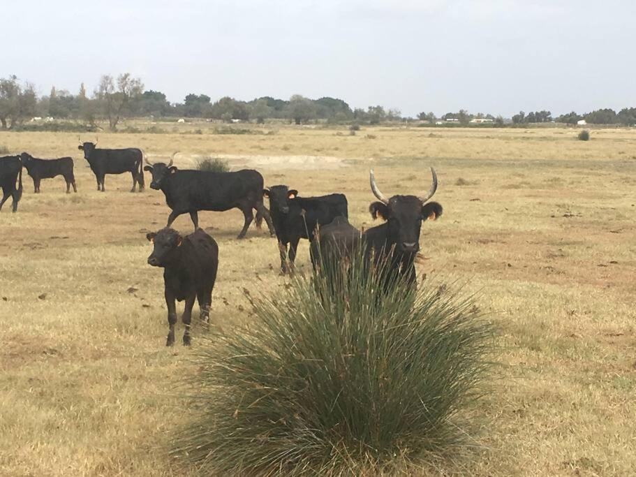 "Le Nature" Camargue Jardin Arles Luaran gambar